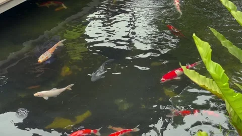 High angle view of colorful koi fish swimming in a clear freshwater pond Stock Footage 327233807