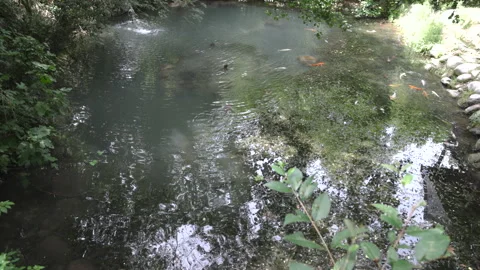 High-angle view of colorful koi carp in a clear natural pond surrounded by lush Stock Footage 341329727