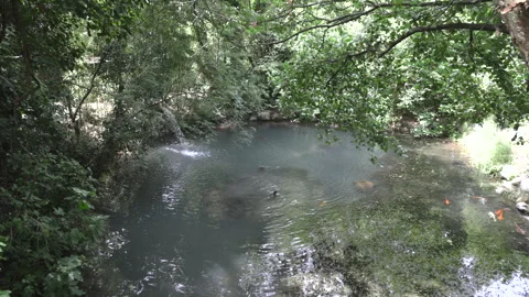 High-angle view of colorful koi carp in a clear natural pond surrounded by lush Stock Footage 341330017