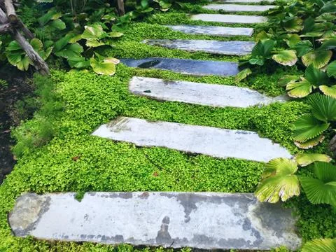 High Angle View of Concrete Blocks Walkway Through Small Shrubs in Garden Foto stock