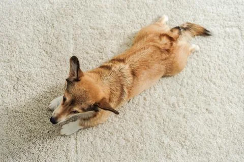High angle view corgi puppy Stock Photos