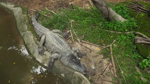 High angle view of crocodile lying on shore in pond. Stockbeeldmateriaal 136893757