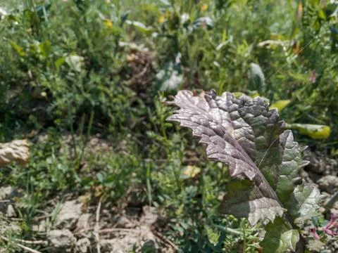 High angle view of a crop field with a mustard leaf in the foreground. Stock Photos