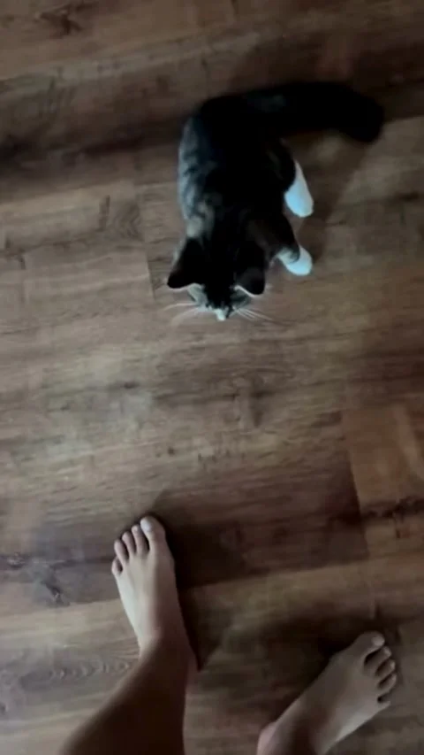 High-Angle View of a Curious Cat on a Wooden Floor Video stock 331947455