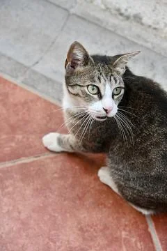High-Angle View of a Curious Tabby Cat Sitting on Terracotta Tiles Stock-Fotos