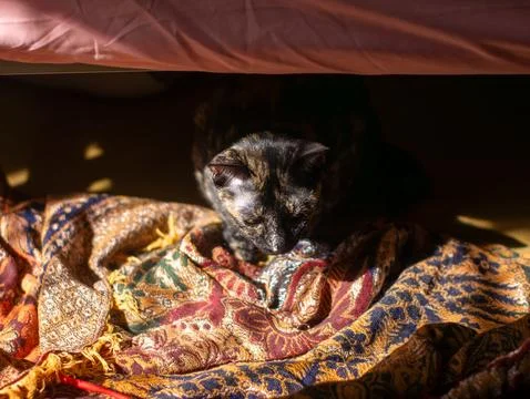 High angle view of curious Tortoiseshell cat looking down and stalking prey.. Stock Photos