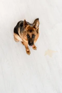High angle view cute german Stock Photos