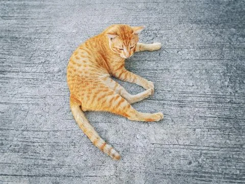 High Angle View of Cute Orange Domestic Ginger Cat Lying on the Floor Foto stock