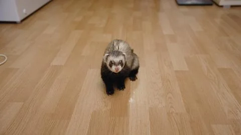 High angle view of cute pet ferret on warm brown wood floor. Animal looks dir Stock Photos