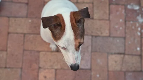 High angle view of cute terrier dog Stock-Footage 234964002