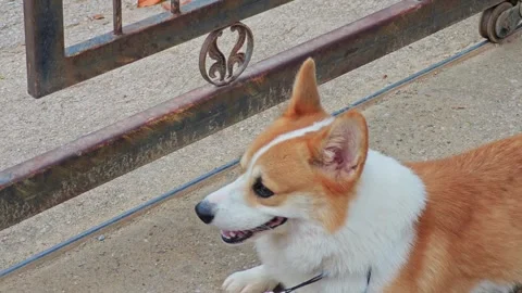High angle view of a cute Welsh Corgi dog outdoors. Stock Footage 340203437