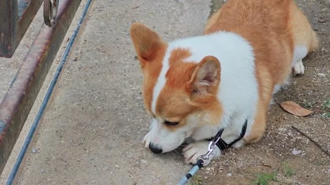 High angle view of a cute Welsh Corgi dog licking its paw outdoors. Stock Footage 340203884