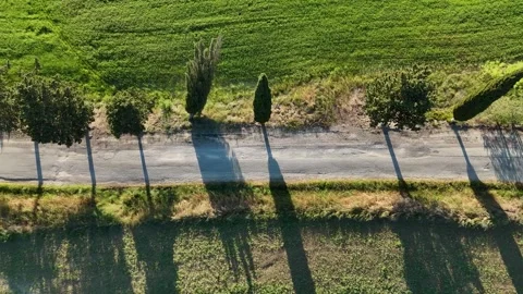 High Angle View of Cypress Tree Tops and Shadowed Country Road Stock Footage 347039827