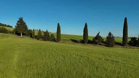 High Angle View of Cypress Trees Bordering Green Hill Crest Video stock 347189458
