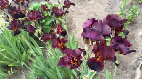 High angle view of dark red iris germanica flower Vidéo 346164521