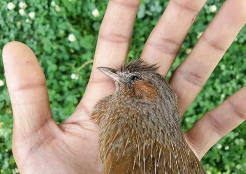High angle view of a dead bird on human hand in outdoor. Stock Photos