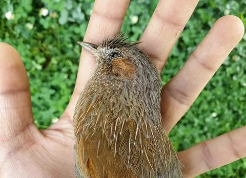 High angle view of a dead bird on human hand in outdoor. Stock Photos