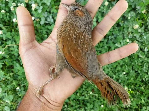 High angle view of a dead bird on human hand in outdoor. Stock Photos