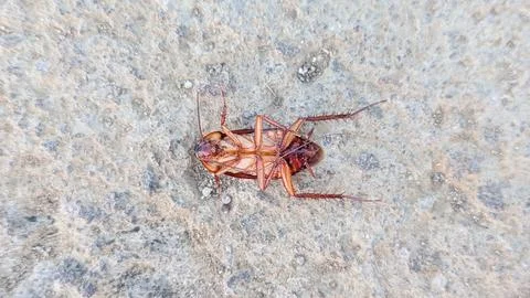 High angle view of a dead cockroach lying upside down on a concrete floor, .. Stock Photos