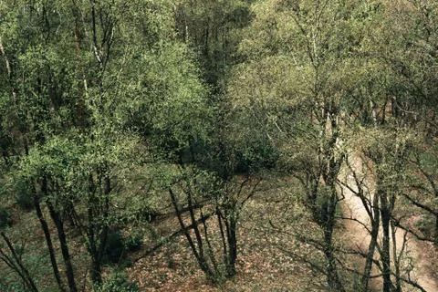 High angle view on deciduous forest in spring. Stock Photos