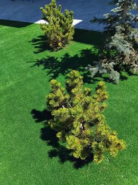 High angle view of decorative pine trees and conifer plants on bright green a 写真素材