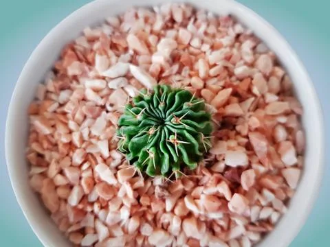 High Angle View of Decorative Succulent Plant in Small Pot Stock-Fotos