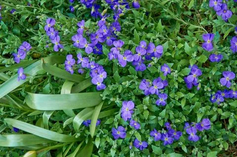High angle view of a dense carpet of small blue purple Aubrieta flowers in .. Stock Photos