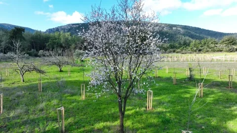 High-Angle View of Dense Pine Forest Treetops and Canopy Stock Footage 321744167