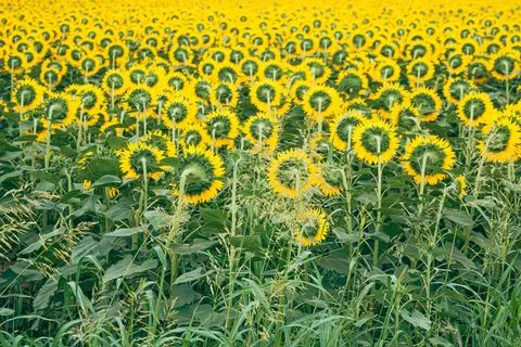 High-angle view of a dense sunflower field with wild green weeds and tall g.. Stock Photos