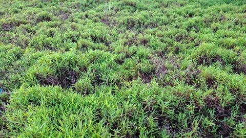 High Angle View of Dense Wild Green Grassland Stock Photos