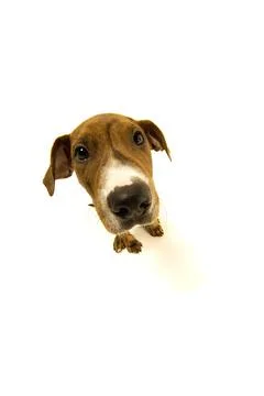 High Angle View Of A Dog Foto stock