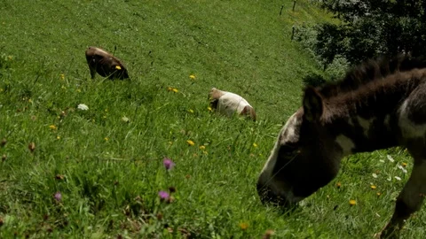 High angle view of donkey,and two cows grazing in field with wildflowers. Stock Footage 86757238