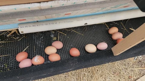 High angle view of dozen freshly laid cage free eggs collect in separator Stock Footage 268895474