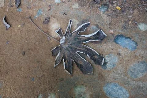 High angle view of dry leaf on footpath, Yelapa, Jalisco, Mexico Stock Photos