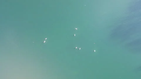 A high angle view of ducks floating on the turquoise lake. Stock Footage 300847393