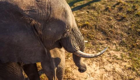 High angle view of elephant Stock-Fotos