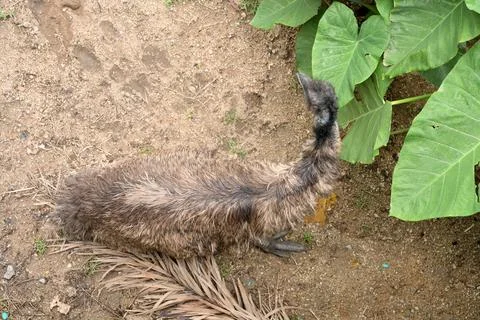 High angle view of emu foraging beside lush tropical foliage in wildlife en.. Fotos Stock