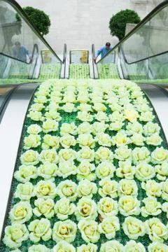 High angle view of escalators, roses decorating middle section Stock Photos