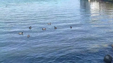 High angle view of Eurasian coots swimming and diving in rippling blue water Stock Footage 331550910