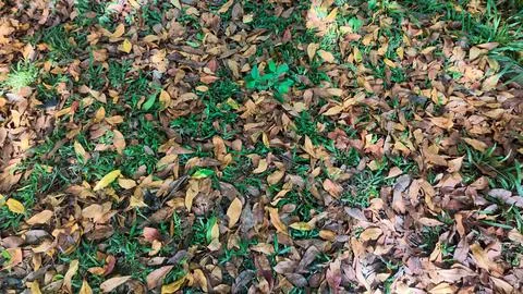 High Angle View of Fallen Dry Autumn Leaves Scattered on Green Grass 스톡 사진