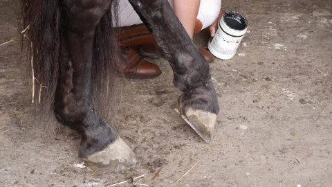 High angle view of female hand conditioning horse's hoof with a brush and oil. Stock Footage 158628820