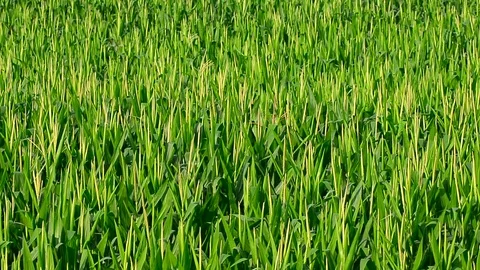 High angle view of field  corn blowing in the breeze.group of corn field backgro Stock Footage 107230538
