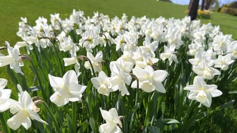 High angle view of field with many white lent lilies blooming Video stock 346163222