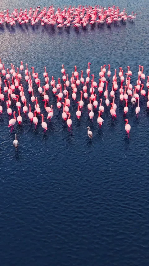 High angle view of flamingos in organized flock Vertical video. Stock Footage 332345944