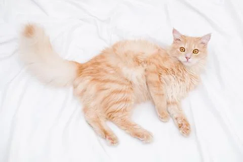High angle view of a fluffy ginger cat lying on a white sheet Stock Photos