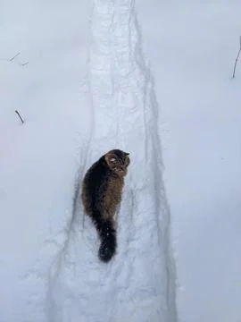 High Angle View of Fluffy Tabby Cat on Packed Snow Trail Looking Back Stock Photos