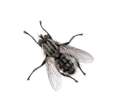High angle view of a fly isolated on white background Stock Photos