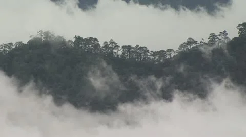 High Angle View of Fog Rising Up Through the Tree Tops 動画素材 19319946