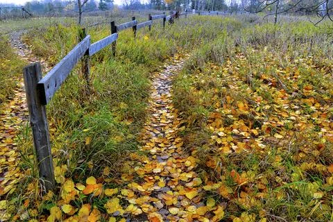 High angle view of footpath in the park with fence in autumn Stock Photos