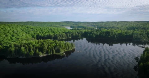 High angle view of Forest and Lake Stock Footage 198177581
